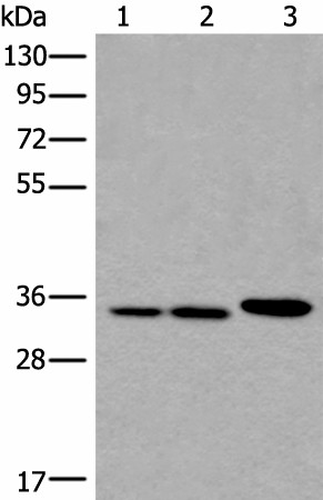 RPF2 Polyclonal Antibody (E-AB-53607)