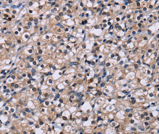 NR1D1 Polyclonal Antibody (E-AB-11449)