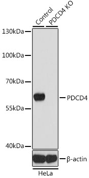 (KO Validated) PDCD4 Polyclonal Antibody (E-AB-60740)