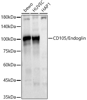 CD105/Endoglin Polyclonal Antibody (E-AB-92660)