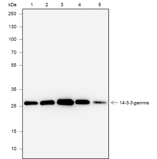Recombinant 14-3-3 gamma Monoclonal Antibody (AN301951L)
