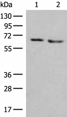 NARS Polyclonal Antibody (E-AB-18847)