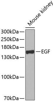 EGF Polyclonal Antibody (E-AB-60770)