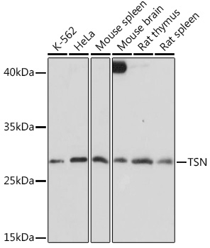 TSN Polyclonal Antibody (E-AB-92099)