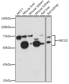 ABCG2 Polyclonal Antibody (E-AB-92664)
