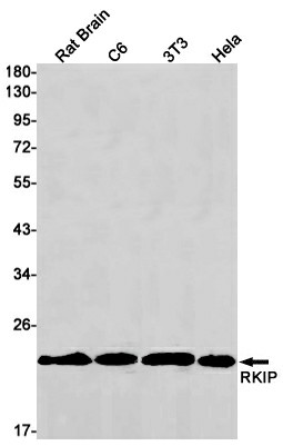 Recombinant RKIP Monoclonal Antibody (E-AB-81484)