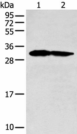 PCNA Polyclonal Antibody (E-AB-18205)