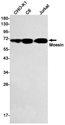 Recombinant Moesin Monoclonal Antibody (E-AB-81479)