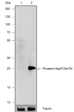Recombinant Phospho-HSP27 (Ser78) Monoclonal Antibody (AN302087L)