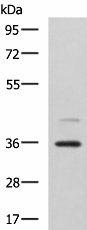 UBLCP1 Polyclonal Antibody (E-AB-18300)