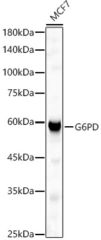 G6PD Polyclonal Antibody (E-AB-66188)