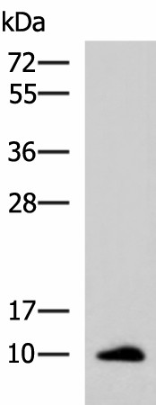 CCL13 Polyclonal Antibody (E-AB-18216)