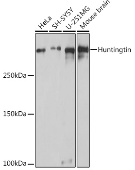 Huntingtin Polyclonal Antibody (E-AB-91642)