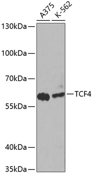 TCF4 Polyclonal Antibody (E-AB-60206)