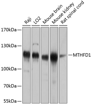 MTHFD1 Polyclonal Antibody (E-AB-65595)
