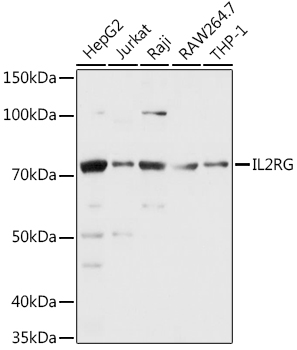 CD132/IL-2 R gamma Polyclonal Antibody (E-AB-92015)