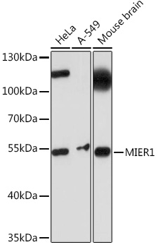 MIER1 Polyclonal Antibody (E-AB-92067)