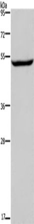 IMPDH1 Polyclonal Antibody (E-AB-13333)