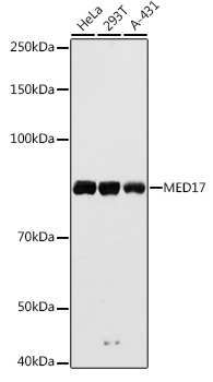 MED17 Polyclonal Antibody (E-AB-92905)