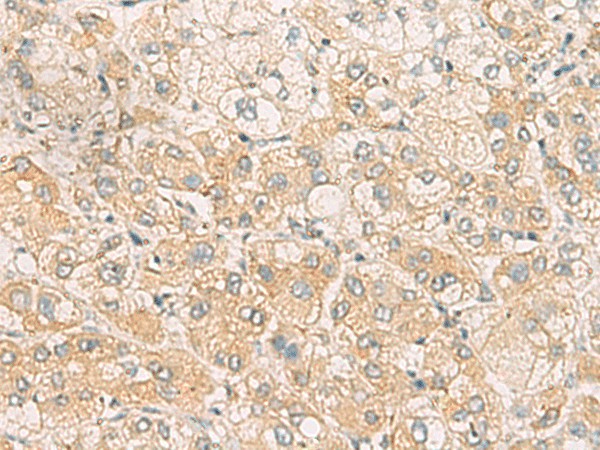 SYNGR1 Polyclonal Antibody (E-AB-18791)