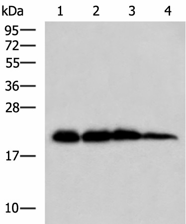 HPCAL1 Polyclonal Antibody (E-AB-19154)
