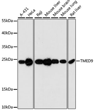 TMED9 Polyclonal Antibody (E-AB-65439)