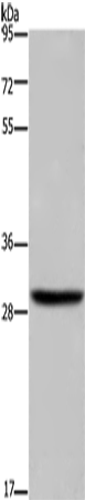 DHRS3 Polyclonal Antibody (E-AB-14952)
