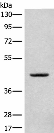 CANT1 Polyclonal Antibody (E-AB-18585)
