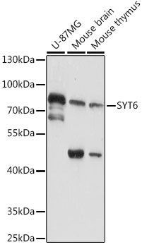SYT6 Polyclonal Antibody (E-AB-91458)