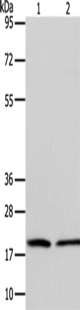 ANAPC13 Polyclonal Antibody (E-AB-10811)