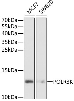 POLR3K Polyclonal Antibody (E-AB-61985)