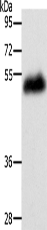 LOX Polyclonal Antibody (E-AB-15490)