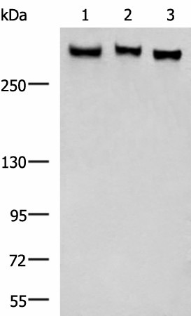 FLNC Polyclonal Antibody (E-AB-17971)