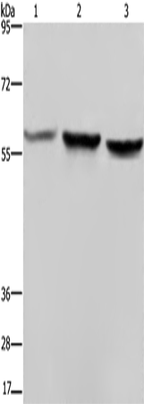 SYN2 Polyclonal Antibody (E-AB-13331)