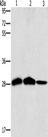 SPR Polyclonal Antibody (E-AB-16217)
