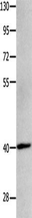 MAGEB4 Polyclonal Antibody (E-AB-10443)