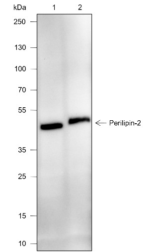 Recombinant Perilipin-2 Monoclonal Antibody (AN301955L)