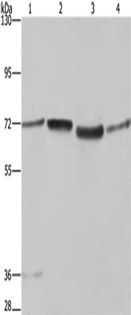 SYN1 Polyclonal Antibody (E-AB-16516)