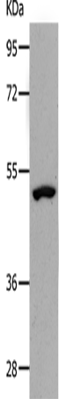 NDRG1 Polyclonal Antibody (E-AB-15993)
