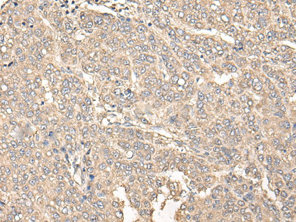C12orf40 Polyclonal Antibody (E-AB-18554)