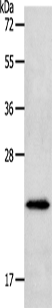 NEUROG1 Polyclonal Antibody (E-AB-12806)