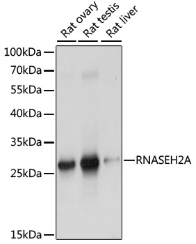 RNASEH2A Polyclonal Antibody (E-AB-65212)
