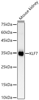 KLF7 Polyclonal Antibody (E-AB-92920)