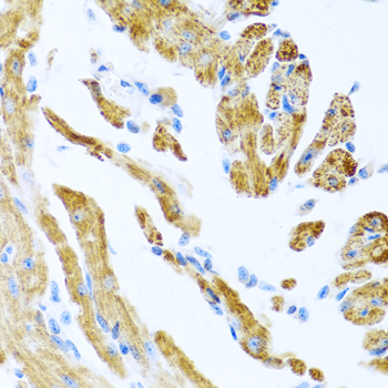 COL9A3 Polyclonal Antibody (E-AB-62688)