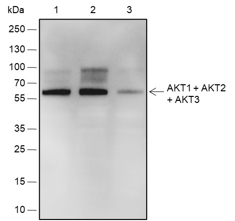 Recombinant AKT1+AKT2+AKT3 Monoclonal Antibody (AN301837L)