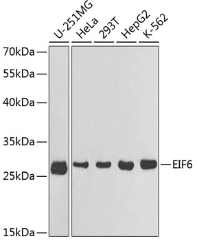 EIF6 Polyclonal Antibody (E-AB-60458)