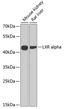 LXR alpha Polyclonal Antibody (E-AB-60633)