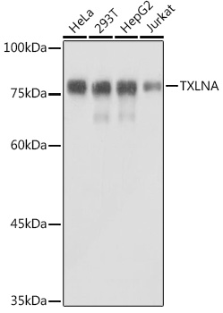 TXLNA Polyclonal Antibody (E-AB-92016)