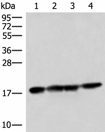 PEMT Polyclonal Antibody (E-AB-52055)