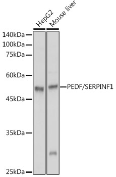 PEDF/SERPINF1 Polyclonal Antibody (E-AB-93163)